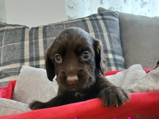 Sprocker dogs - Advert 7