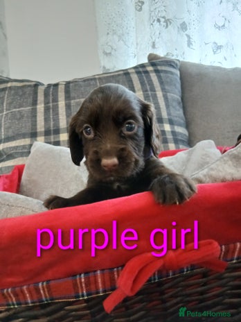 Sprocker dogs - Advert 1