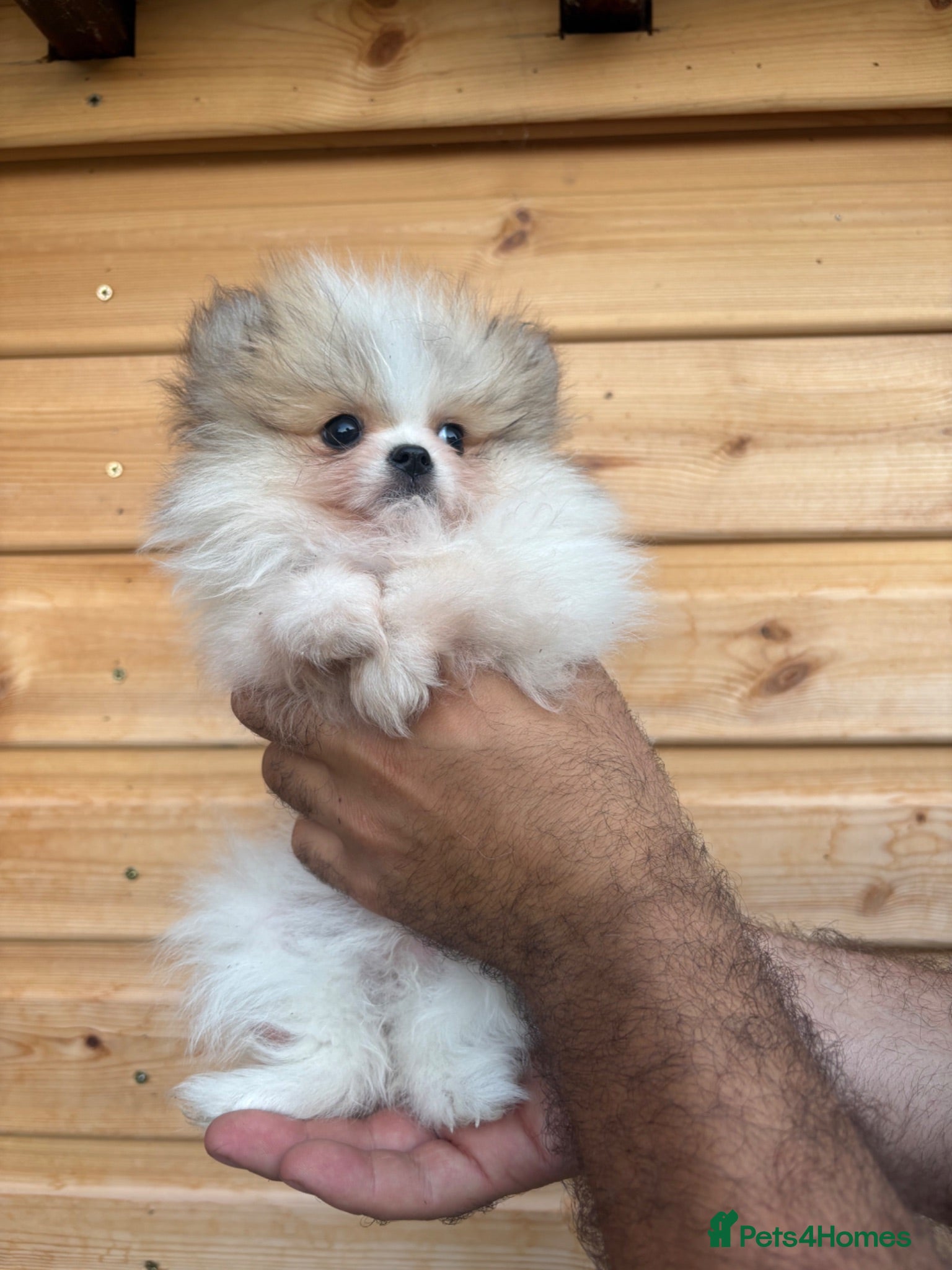 Pomeranian dogs TINY🏆 Merle & cream Pomeranian 🐾puppy’s   - Advert 2