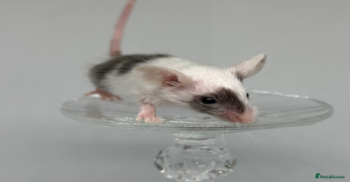 Mouse rodents - Advert 13