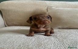 Miniature Dachshund dogs for sale: Miniature dachshunds for sale   - Image 5