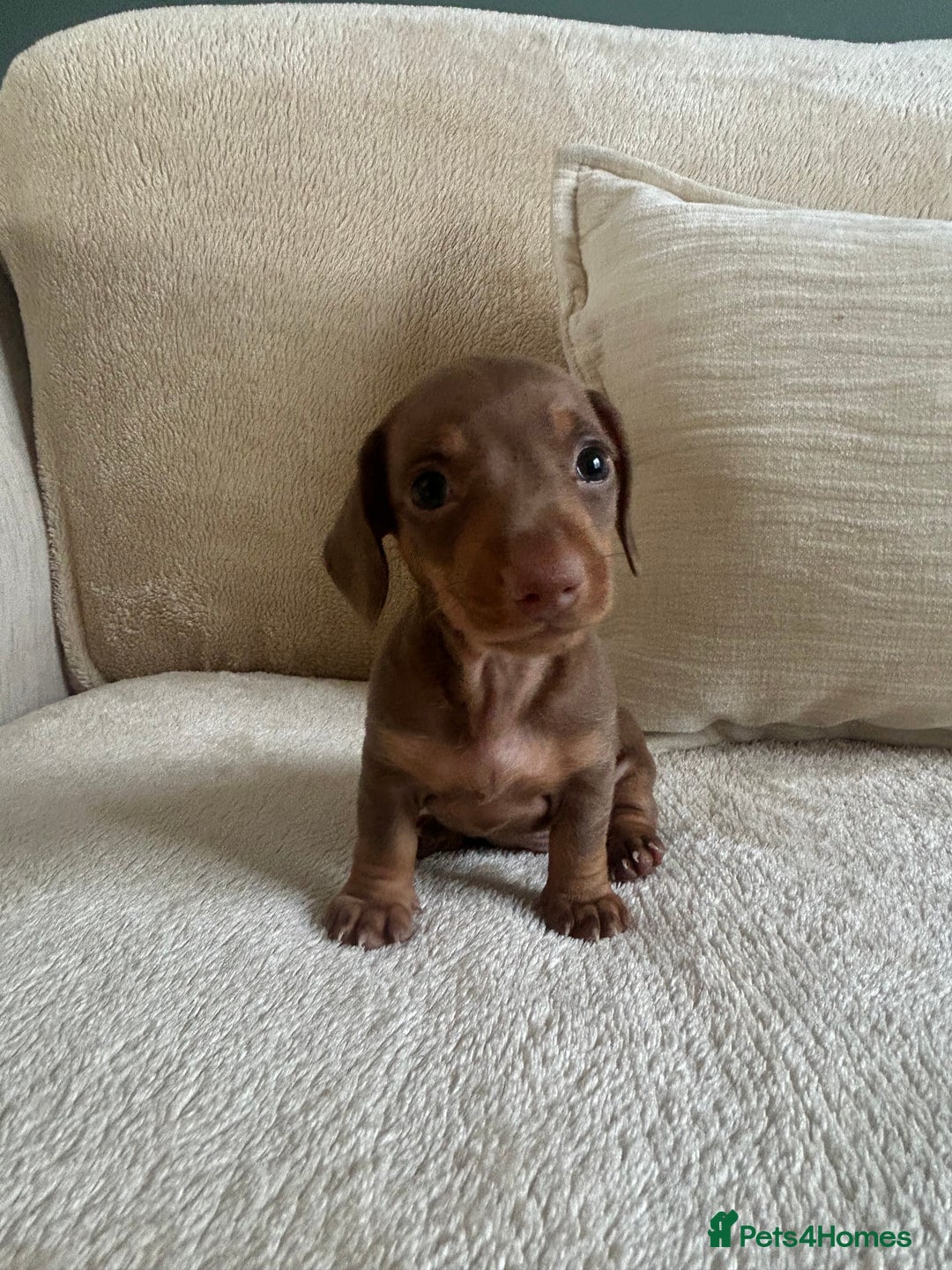 Miniature Dachshund dogs for sale: Miniature dachshunds for sale   - Image 5