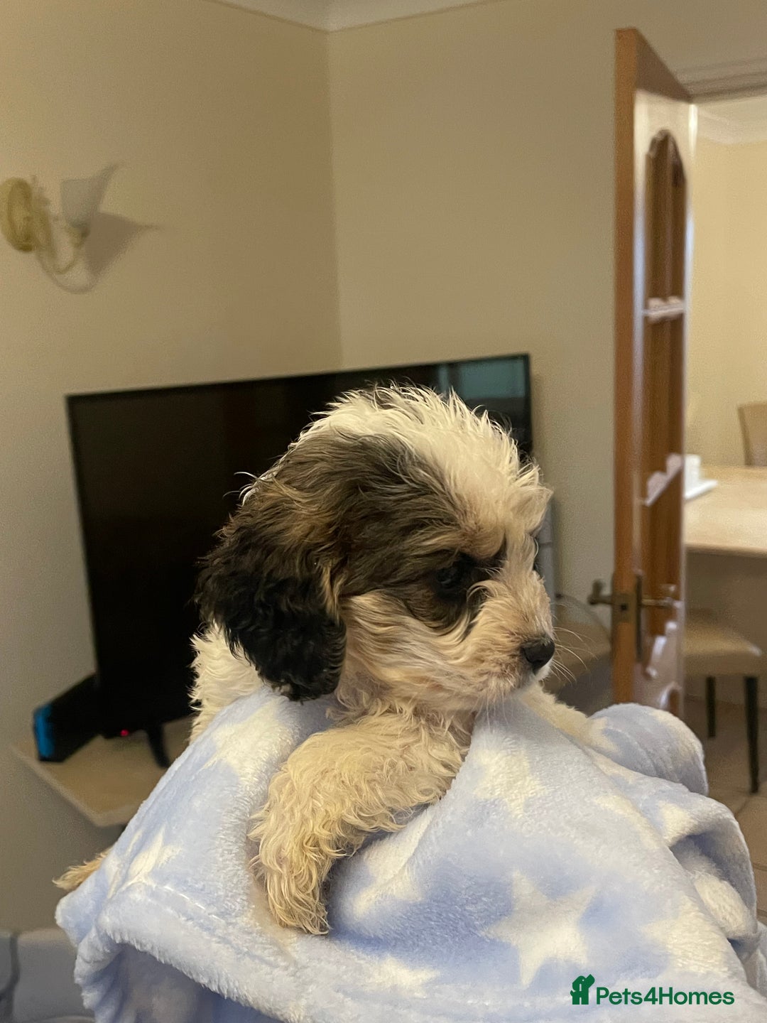 Cockapoo dogs for sale: 🐾 Beautiful Cockapoo Puppies for Sale 🐾 - Advert 12