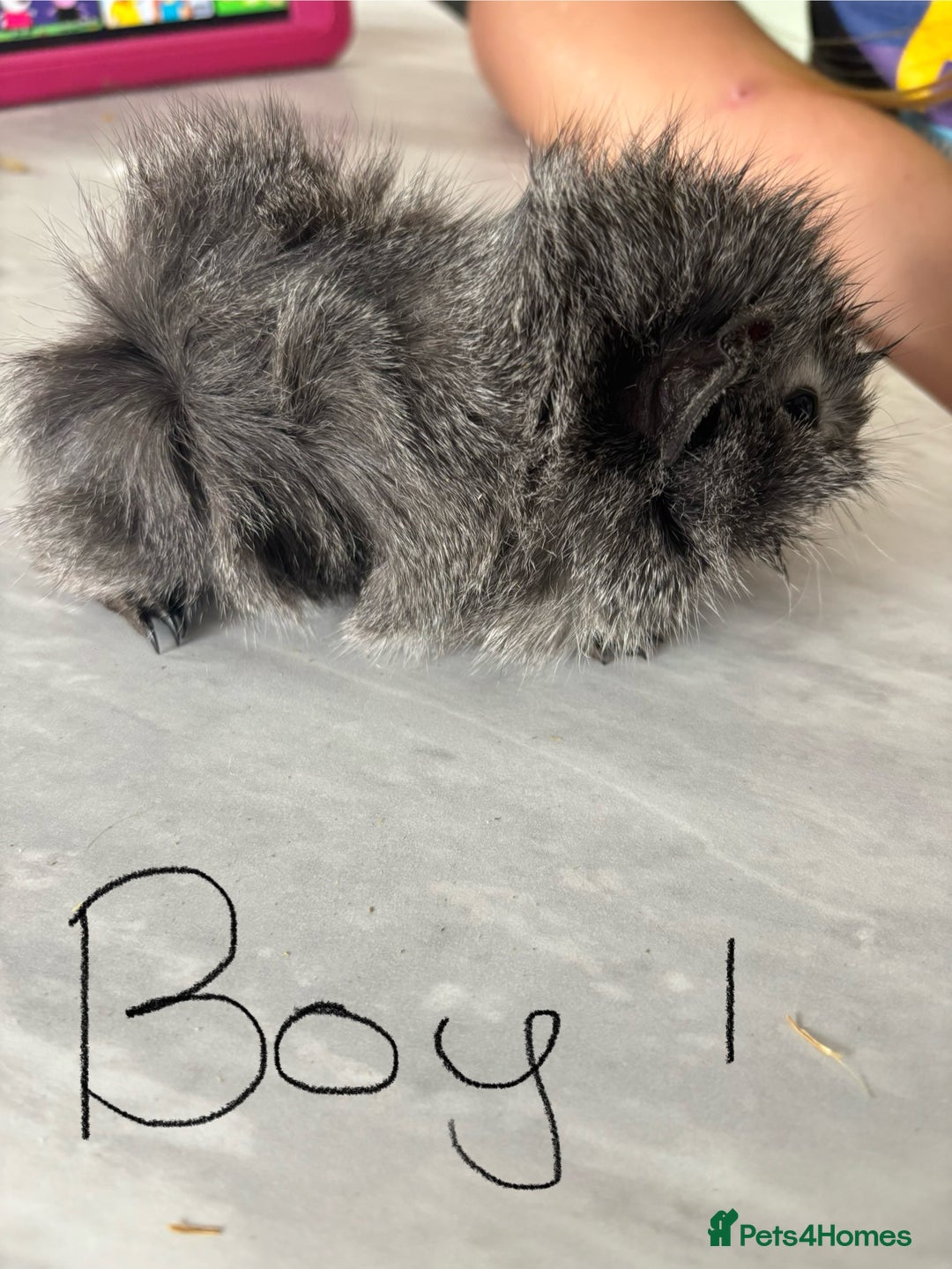 Guinea Pig rodents for sale: 3 Male Guinea Pigs - Image 2