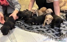 Labrador Retriever dogs for sale: Stunning lab pups - Advert 5