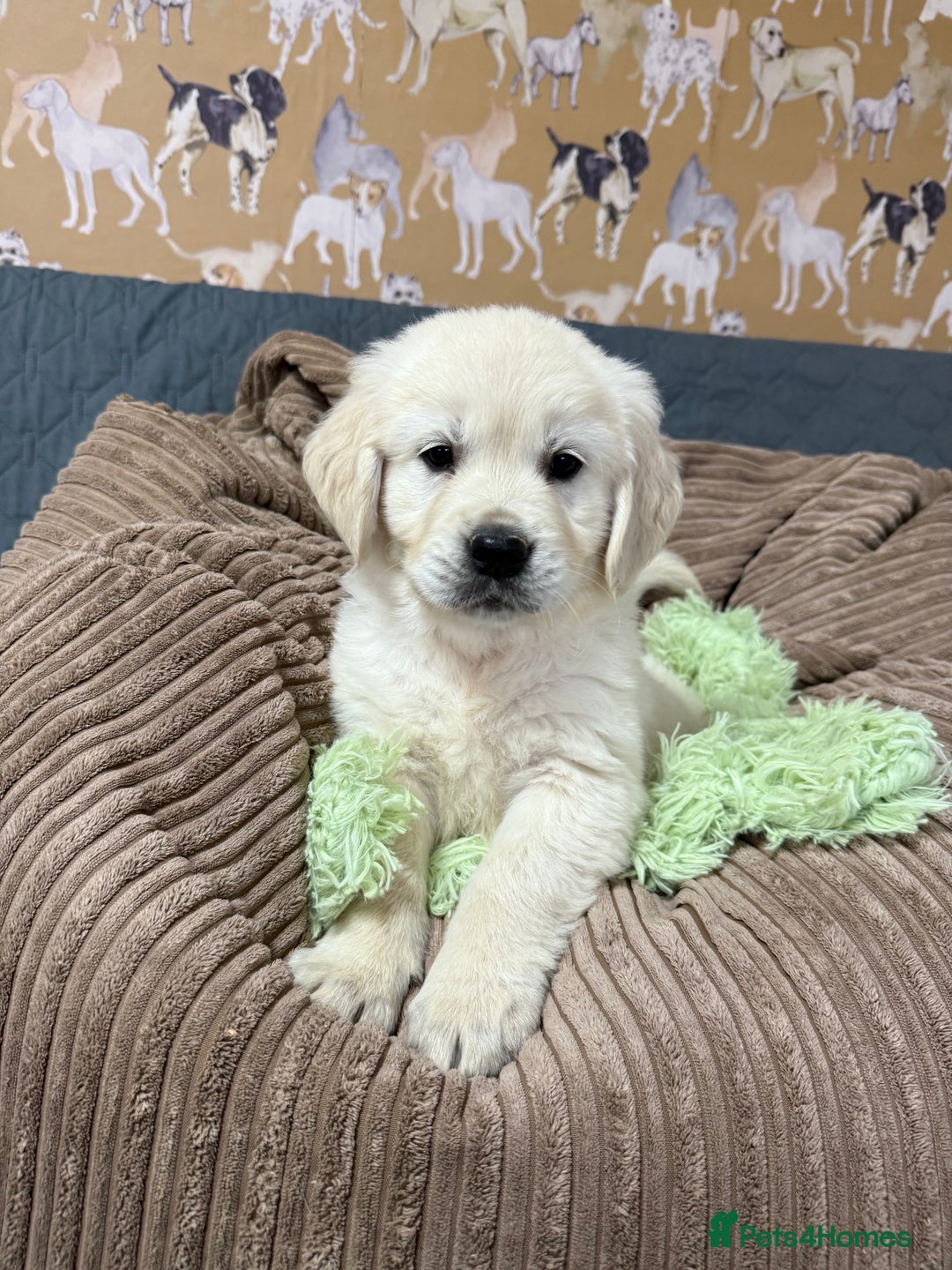 Golden Retriever dogs for sale: Kc registered DNA clear Golden Retriever Puppies - Advert 28