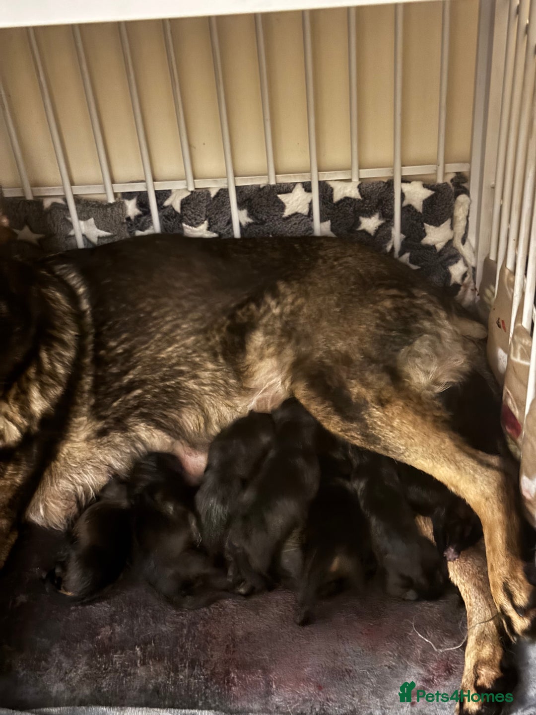 German Shepherd dogs for sale: Stunning German Shepard Litter Only 4 girls left - Image 17