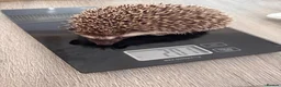 Pygmy Hedgehog rodents for sale: Male African Pygmy hedgehogs  - Advert 1