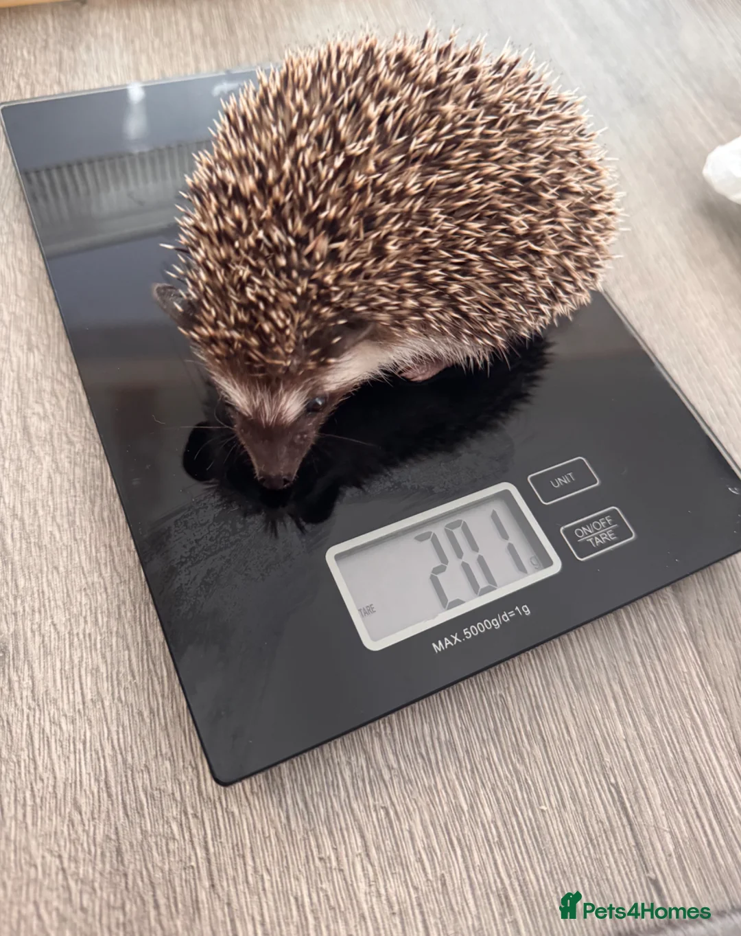 Pygmy Hedgehog rodents for sale: Male African Pygmy hedgehogs  - Advert 1
