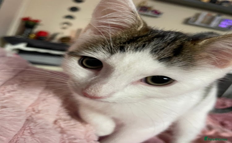 Turkish Van cats - Advert 3