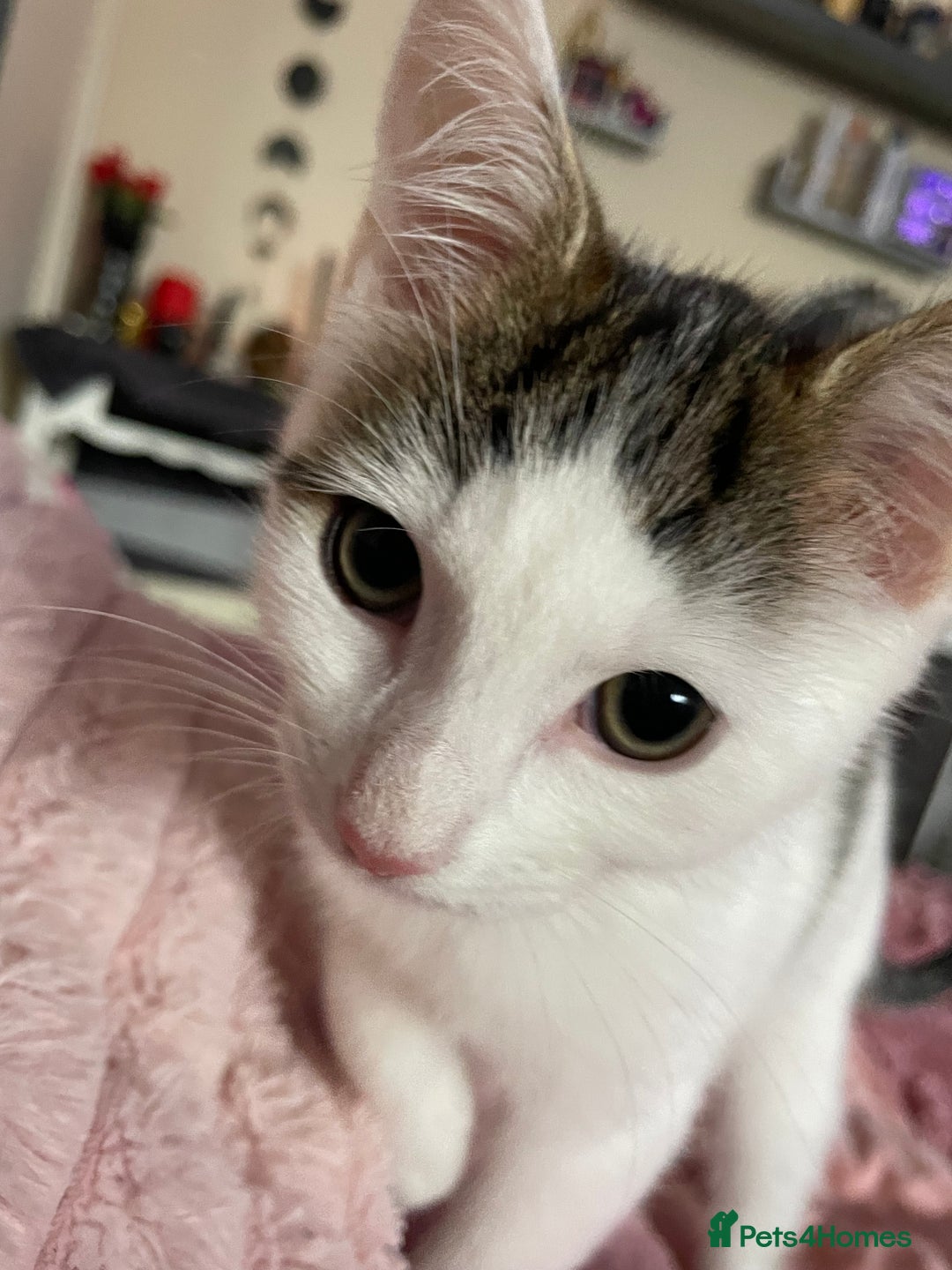 Turkish Van cats for sale: One male tri colour  - Image 1