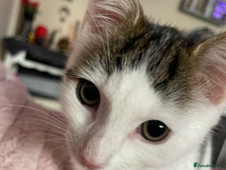 Turkish Van cats - Advert 9