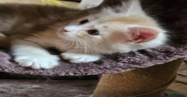 Maine Coon cats - Advert 7