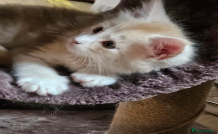 Maine Coon cats - Advert 8