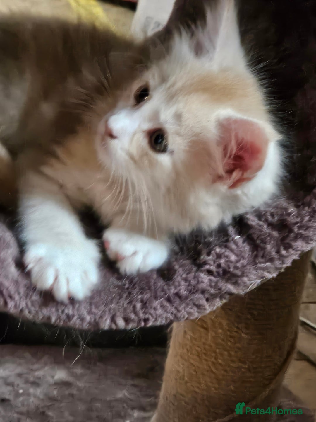Maine Coon cats for sale: Pure Maine coons fully vaccinated and chipped  - Image 9