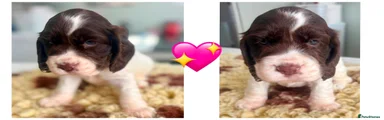 Cocker Spaniel 2