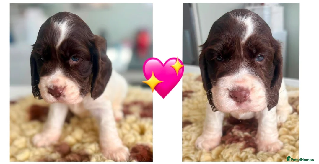 Cocker Spaniel dogs for sale: Stunning Litter of 8 show cocker spaniels  - Advert 2
