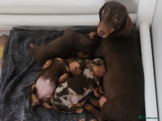 Miniature Dachshund dogs Gorgeous Long-Haired Miniature Dachshund Puppies - Advert 3