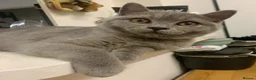 British Shorthair cats for sale: Gccf registered British Blue boy - Advert 3