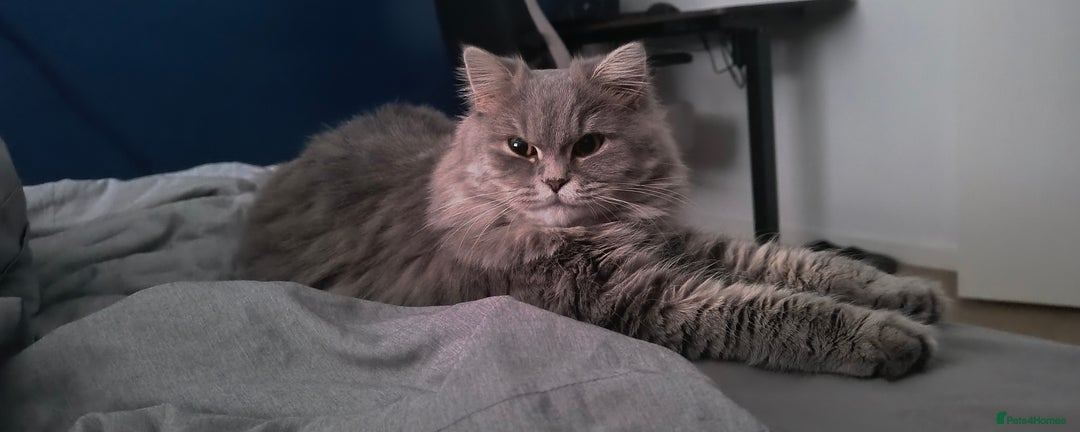 British Longhair cats for sale: Spayed British Longhair Female Adult - Image 8