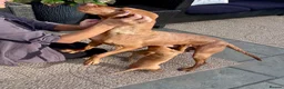 Hungarian Vizsla dogs for sale: Gunfield duel purpose - Exceptional Show & Working - Advert 19