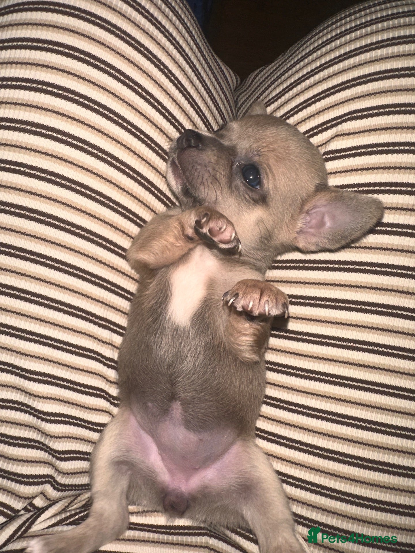 Chihuahua dogs 6 Chihuahua Puppies (3 left) - Advert 3