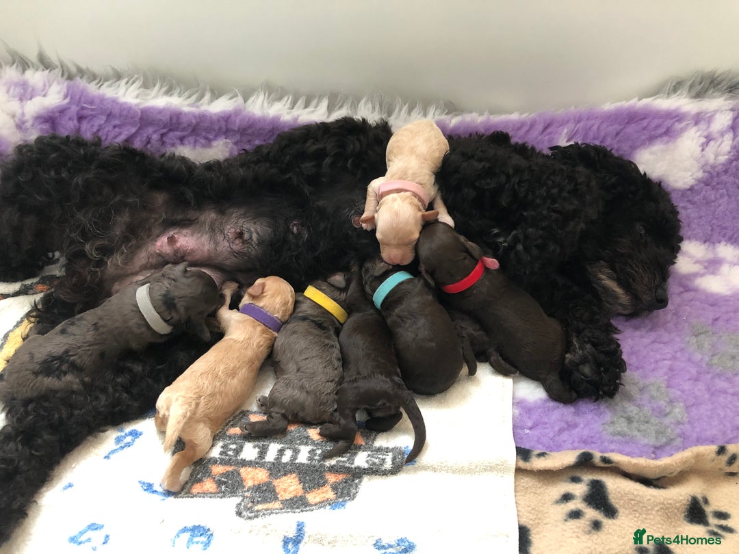 Cockapoo dogs for sale: Cockapoo Puppies - Image 3