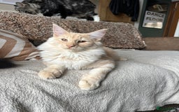 Norwegian Forest Cat cats for sale: Full FIFe pedigree Norwegian Forest Kittens  in Normanton - Image 24