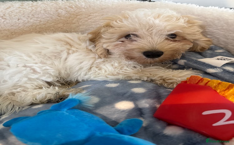 Cavapoo dogs - Advert 2