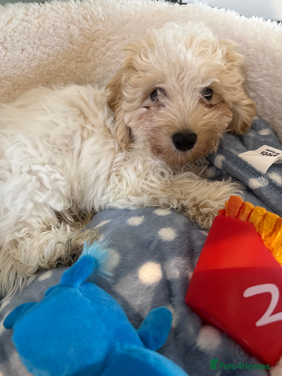 Cavapoo dogs for sale: Cavapoo - Image 1