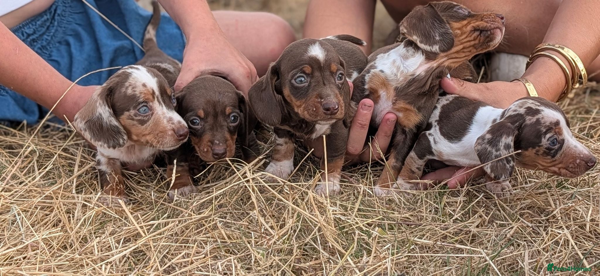 Miniature Dachshund dogs Beautiful Dachshund puppies - Advert 5