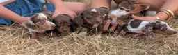 Miniature Dachshund dogs for sale: Beautiful Dachshund puppies in Ashbourne - Advert 3