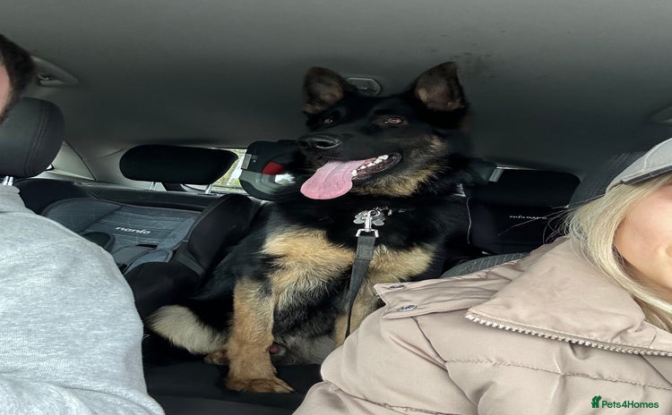 German Shepherd dogs - Advert 1