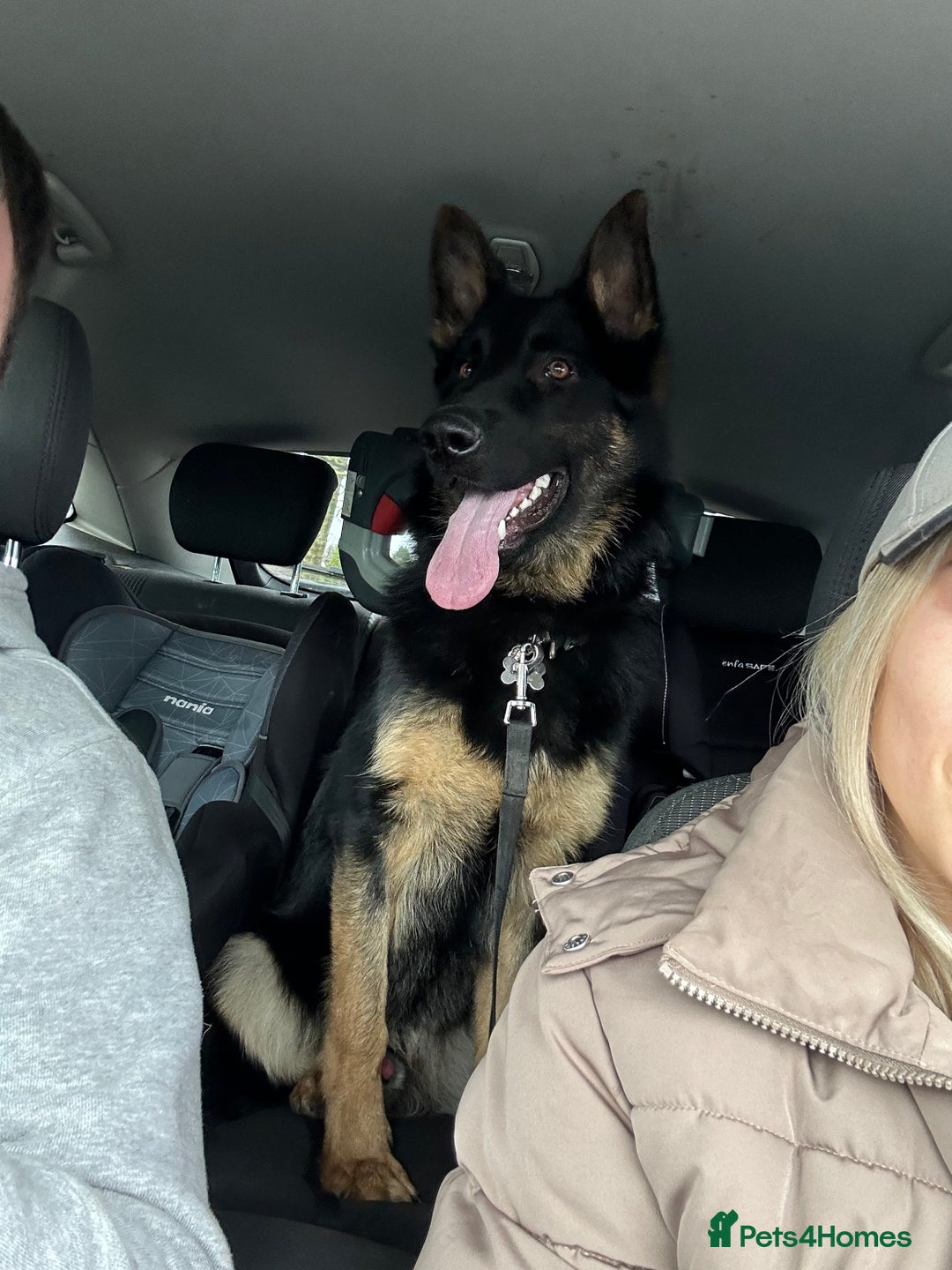 German Shepherd dogs for sale: Freddie  - Image 1