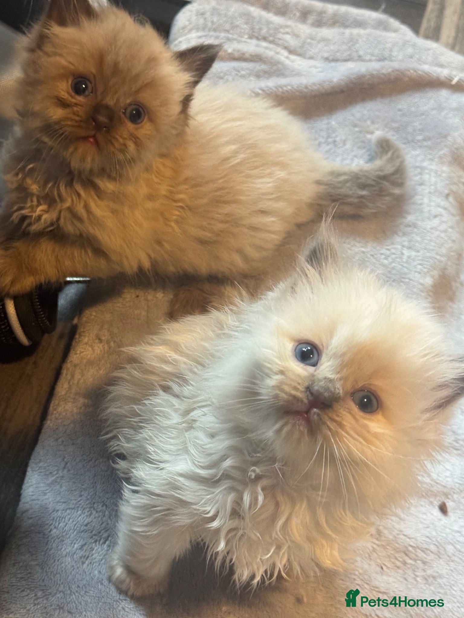 Ragdoll cats Lilac Chocolate full pedigree - Advert 6