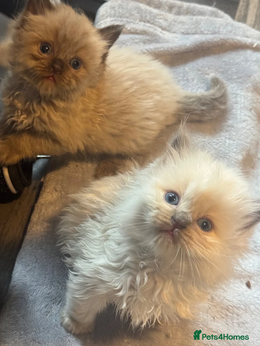 Ragdoll cats for sale: Lilac Chocolate full pedigree - Advert 1