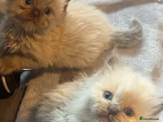 Ragdoll cats Lilac Chocolate full pedigree - Advert 3