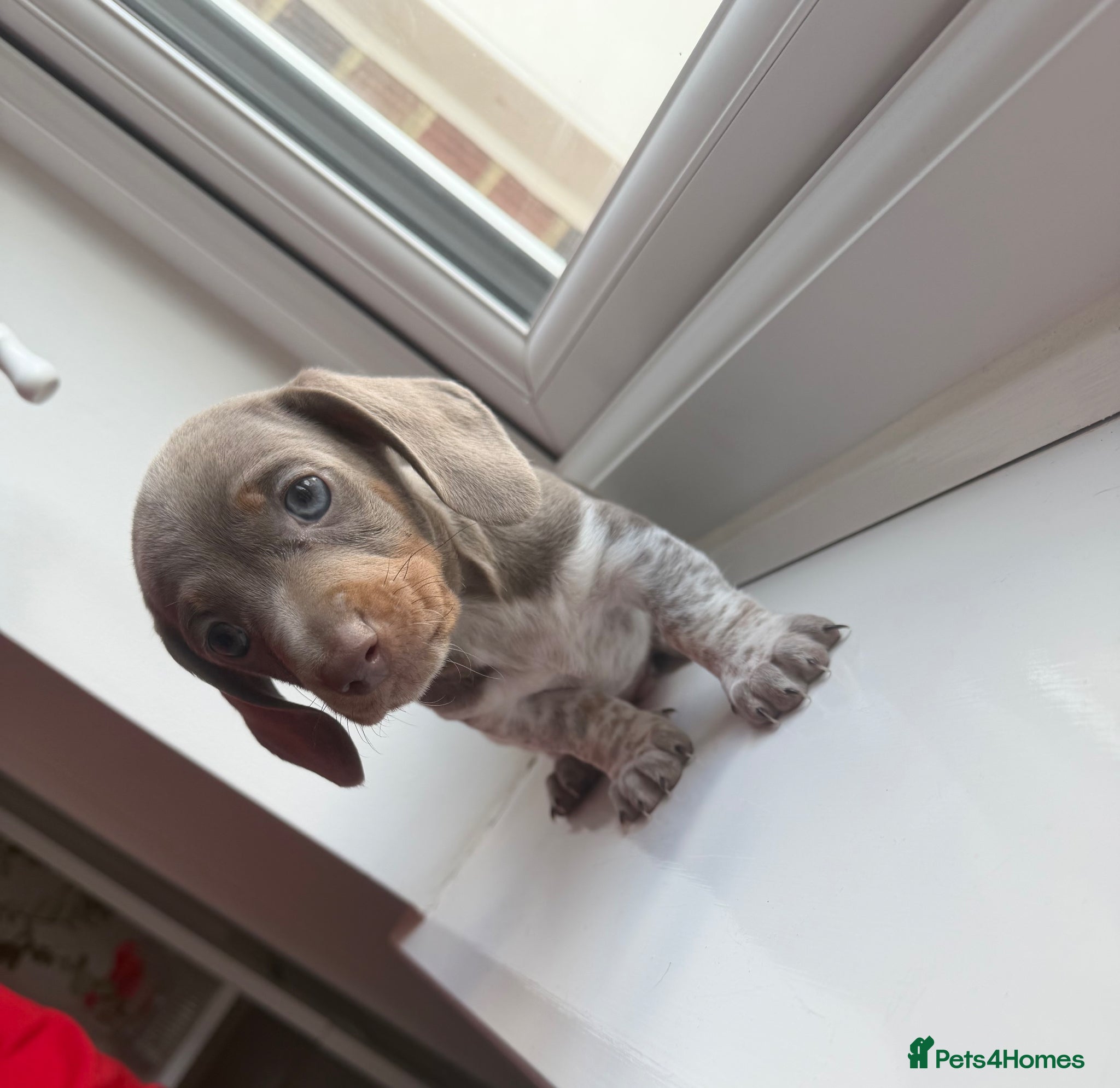 Dachshund dogs 1 Dachshund boys left 💙 - Advert 5