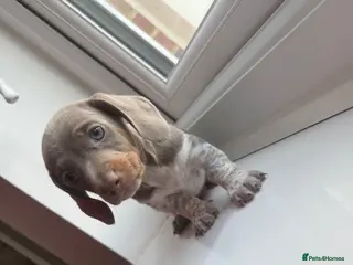 Dachshund dogs 1 Dachshund boys left 💙 - Advert 5