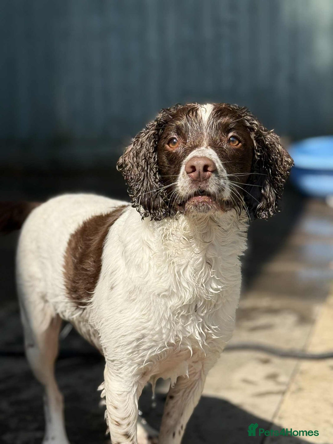 English Springer Spaniel dogs for sale: English springer spaniel  - Image 6