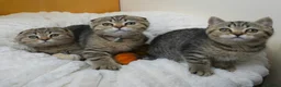 British Shorthair cats for sale: Golden Tabby Kittens  - Advert 18