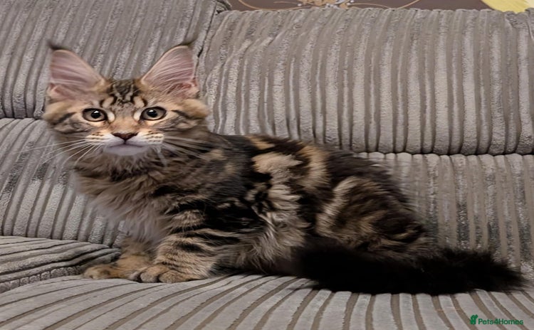 Maine Coon cats - Advert 7