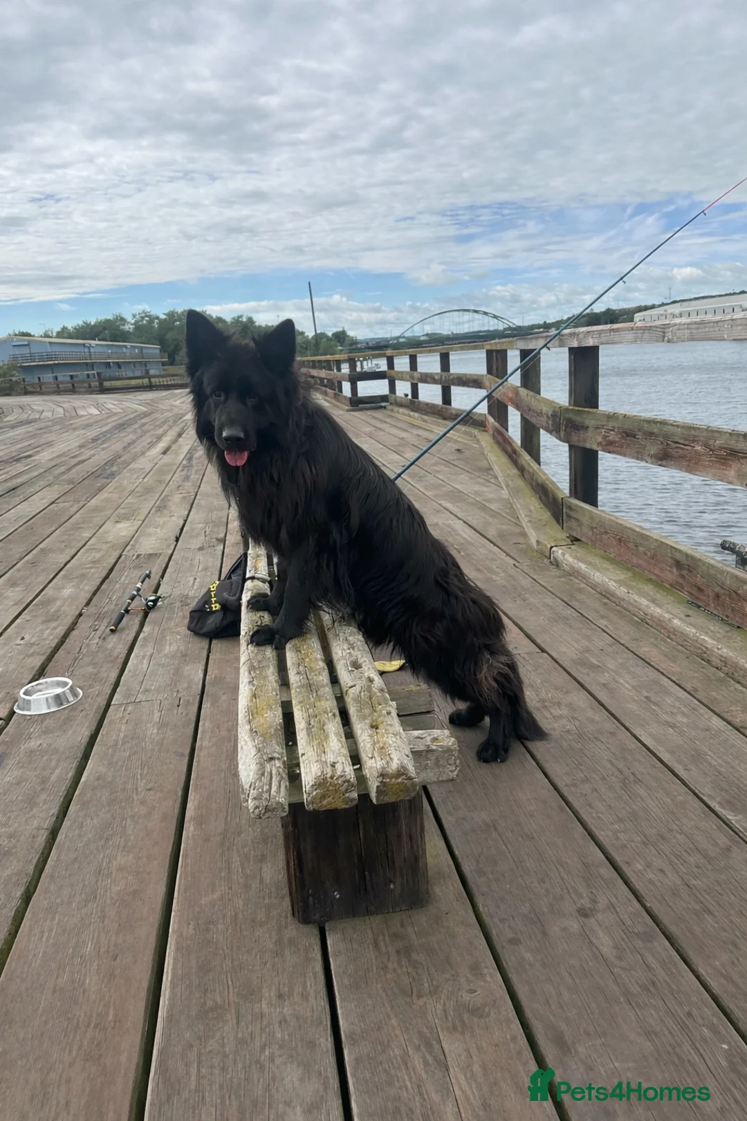 German Shepherd dogs for sale: 2 German Shepherd - Advert 2