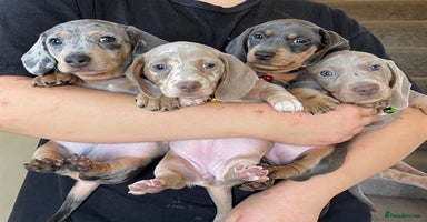 Miniature Dachshund dogs - Advert 15