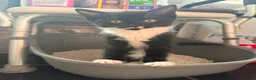 Mixed Breed cats for sale: 3 beautiful kittens ready for adventure  in Harwich - Advert 12