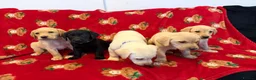 Labrador Retriever dogs for sale: Now have 5 Labrador Retriever Puppies for Sale 🐾 - Advert 5