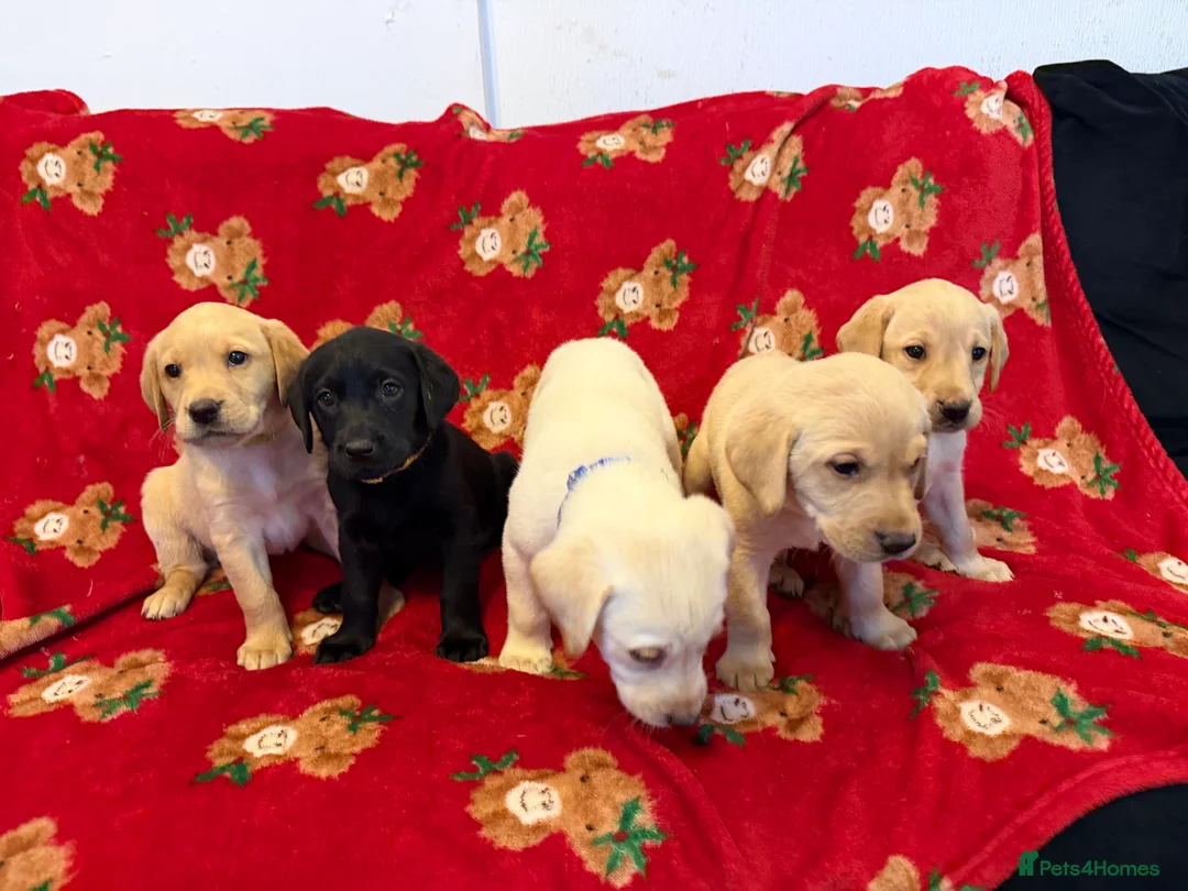 Labrador Retriever dogs for sale: Now have 5 Labrador Retriever Puppies for Sale 🐾 - Advert 5