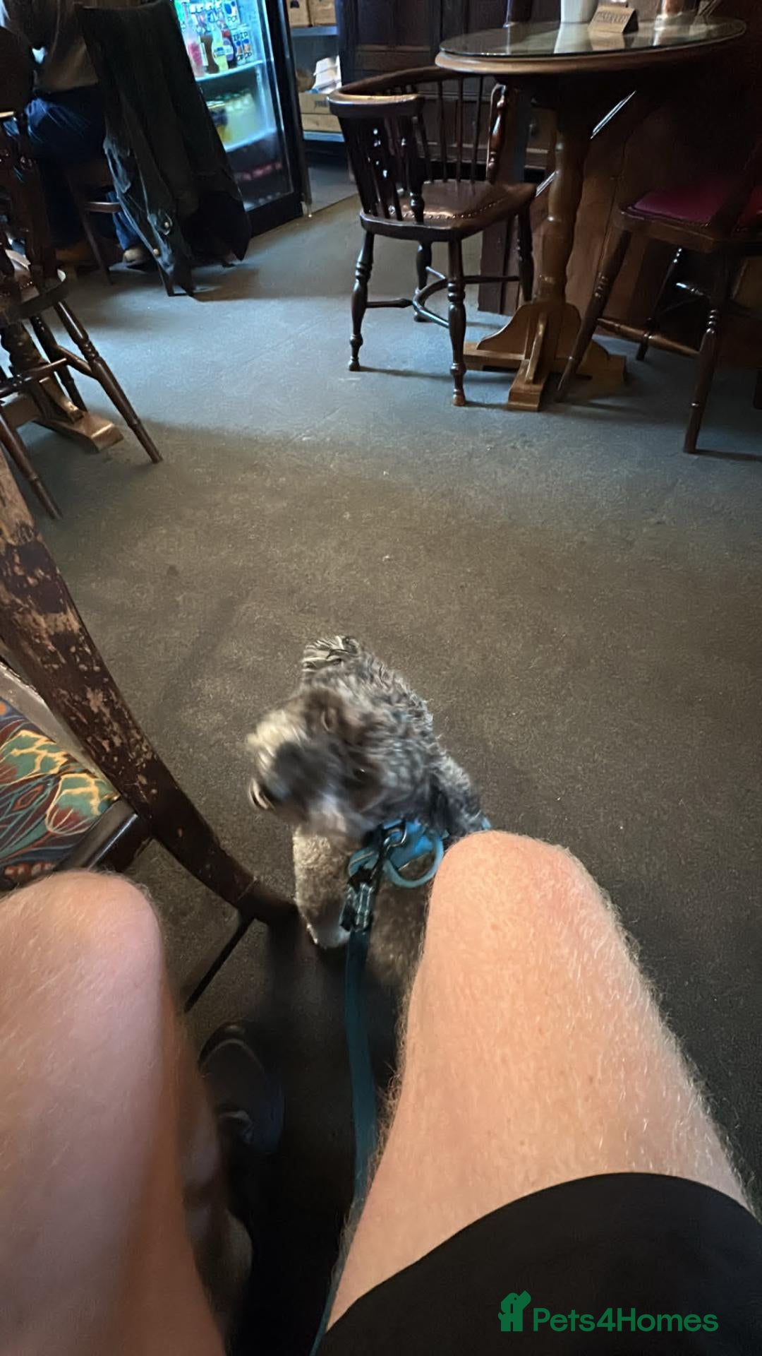 Poochon dogs for stud: Odin Sebastian - Advert 2