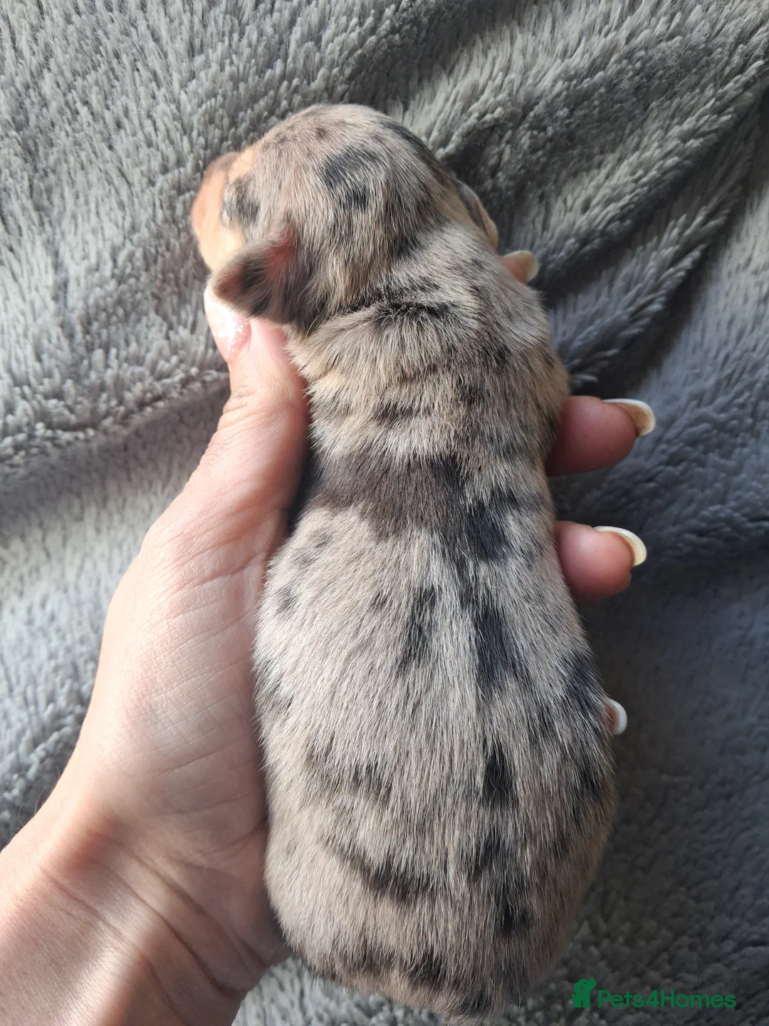 Jack Russell dogs for sale: Stricking Jack Russell pups in Keith - Advert 2