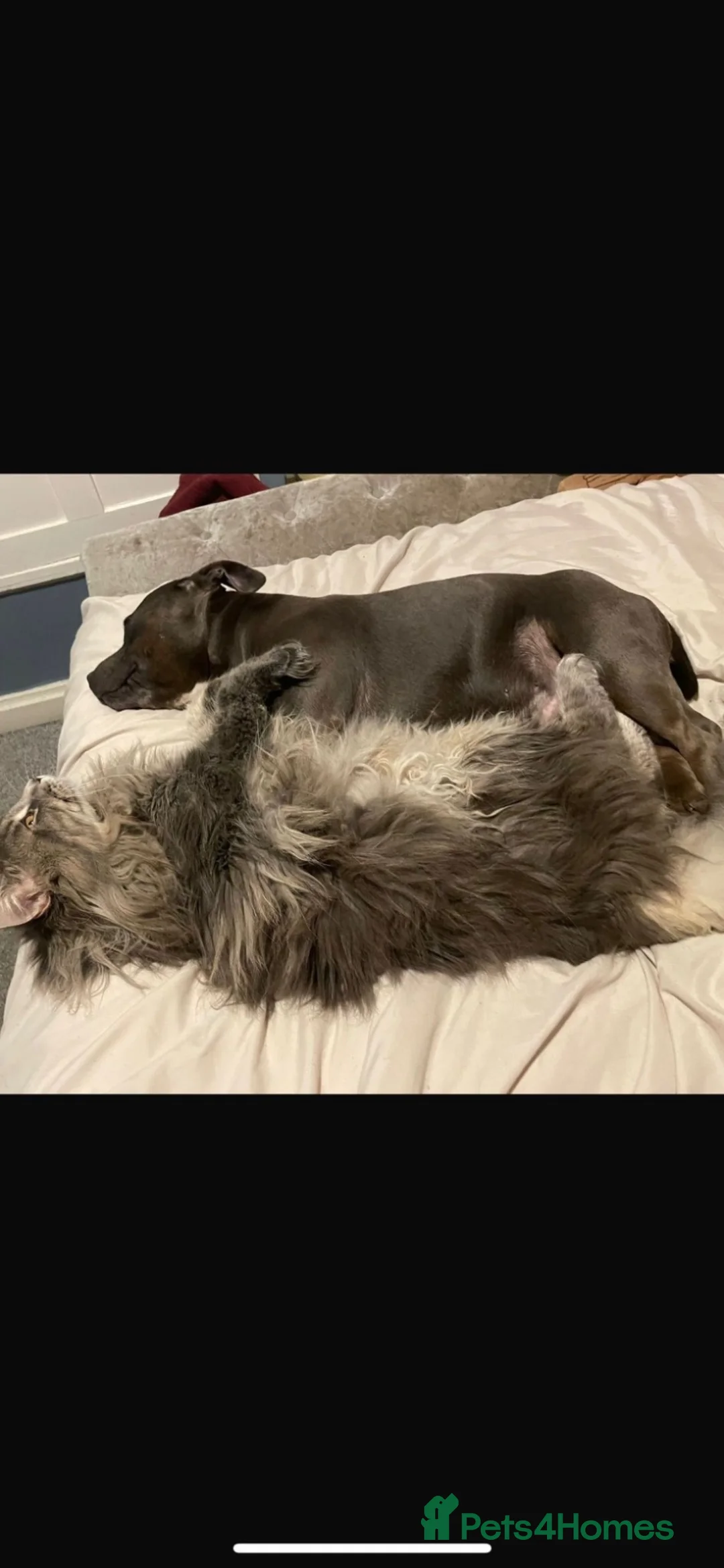 Maine Coon cats for sale: Blue Mainecoon male looking for his forever home  in Sheffield - Advert 2
